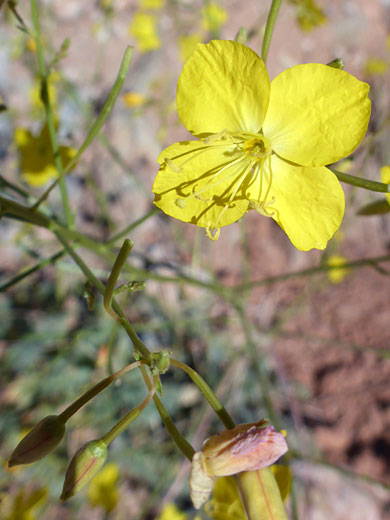 Flower and buds