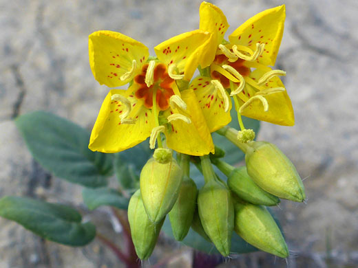 Paiute Suncup; Paiute suncup (chylismia scapoidea ssp scapoidea), Wiregrass Canyon, Glen Canyon NRA, Utah