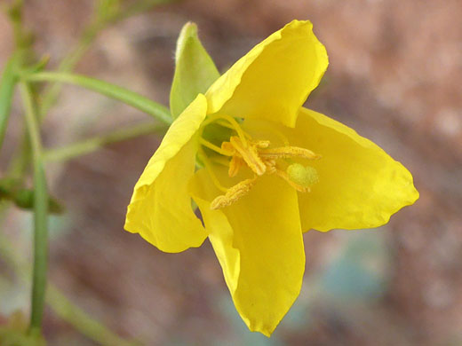 Yellow petals