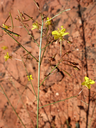 Inflorescence