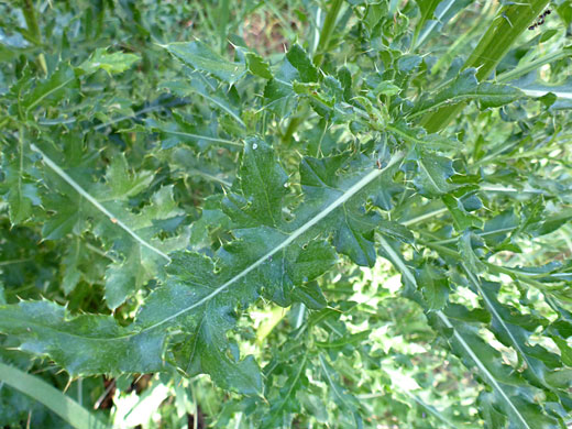 Stem leaves