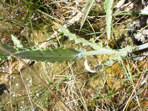 Mojave Thistle