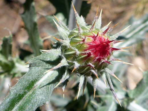 Red-tipped flowerhead