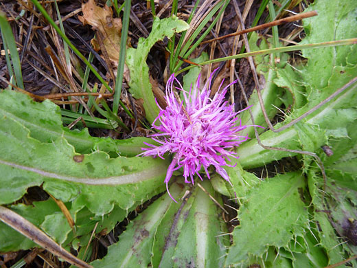 Meadow Thistle