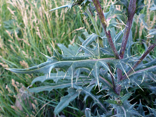 Spiny, hairless leaves