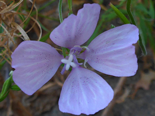 Dudley's Clarkia; Dudley's clarkia (clarkia dudleyana), Wawona Meadow Loop, Yosemite National Park, California