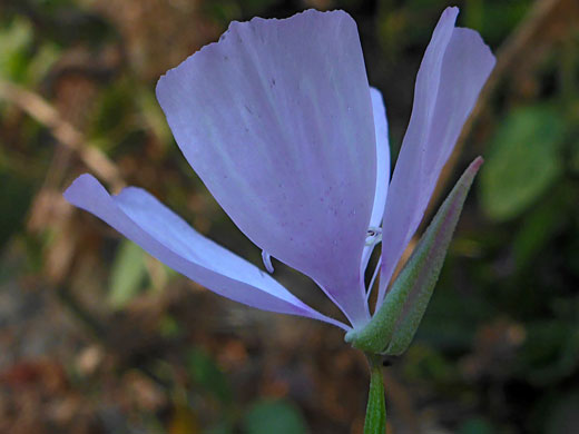 Clawed petals