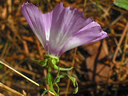 Fort Miller Clarkia