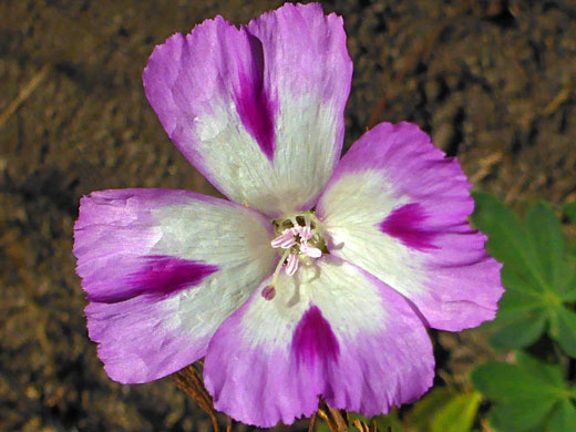 Fort Miller Clarkia; White and purple flower of clarkia williamsoni, Yosemite National Park, California