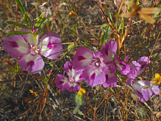 Group of flowers