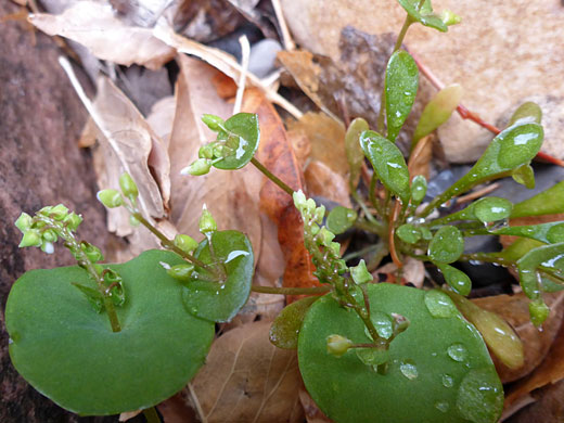 Streambank Springbeauty