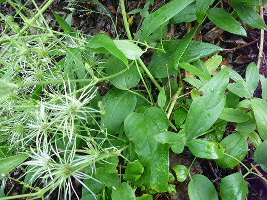 Western White Clematis