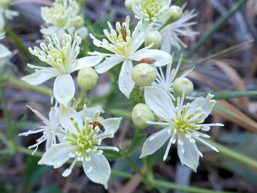 Buds and flowers