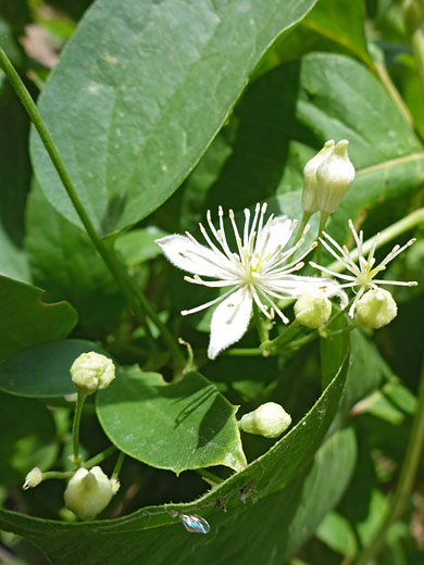 Flowers and buds