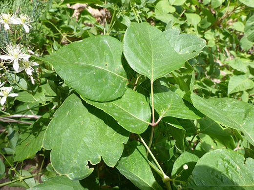 Large leaves