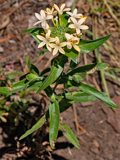 Leaves and flowers