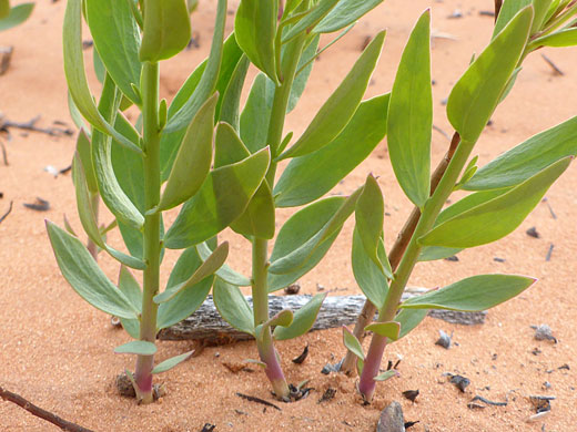 Lower stem leaves