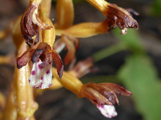 Purple-spotted lower petal