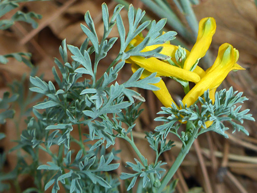 Grey-green leaves