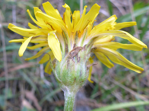 Florets and phyllaries