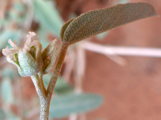 Stellate leaf hairs