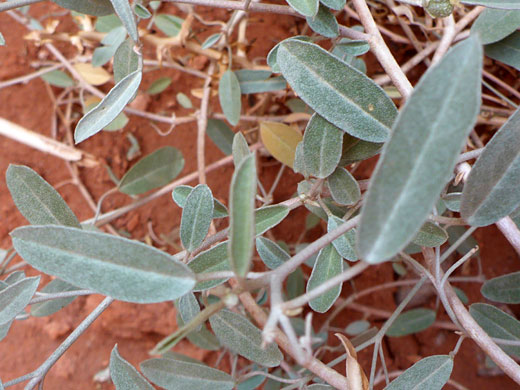 Oblong leaves