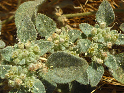 Turkey Mullein; Turkey mullein (croton setiger), Tehachapi Loop, California