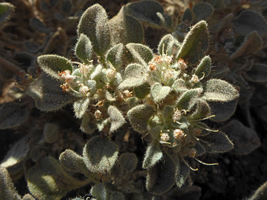 Turkey Mullein