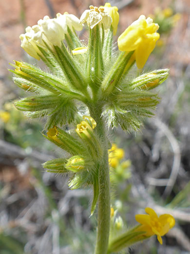 Mojave Popcorn Flower