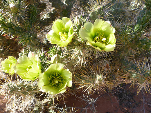 Silver cholla flowers and stems