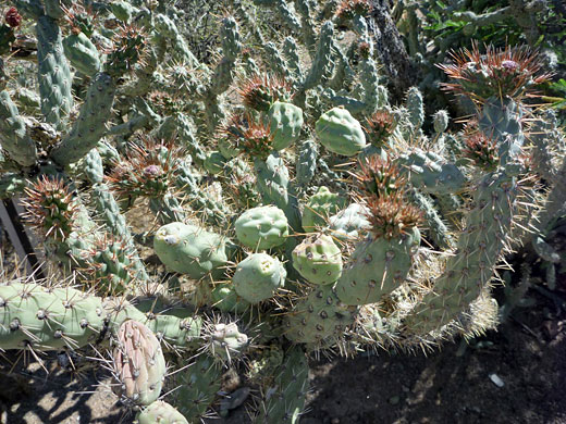 Coastal cholla branches