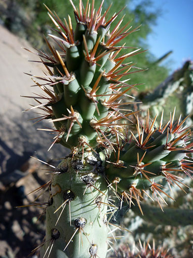 New coastal cholla pads