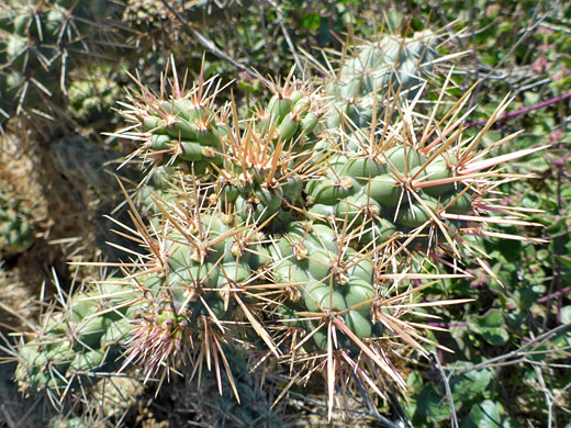 Tubercles and spines