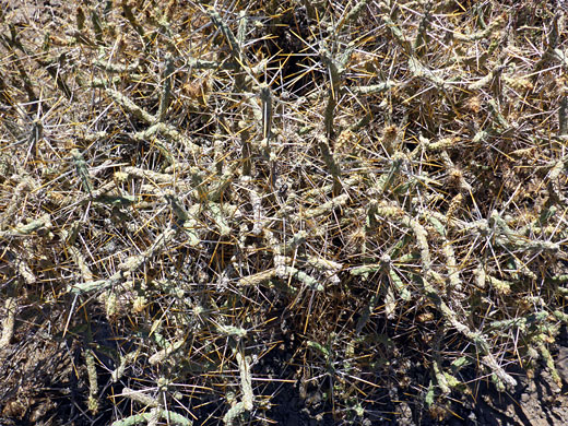 Branched cholla stems