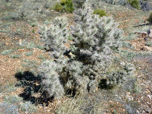 Upright form of Whipple cholla