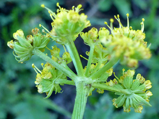 Green bracteoles