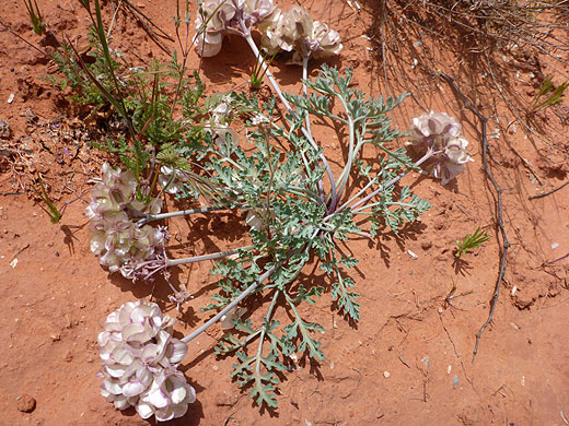 Stems and leaves