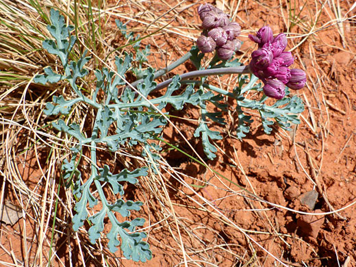 Leaves and flowers