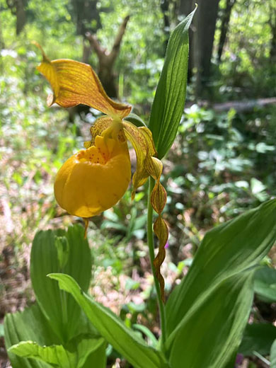 Yellow Lady's Slipper; Yellow lady's slipper (cypripedium parviflorum var pubescens), Pecos Canyon, New Mexico