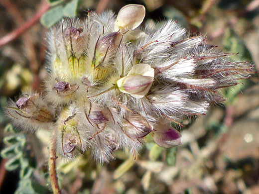 Hairy Prairie Clover