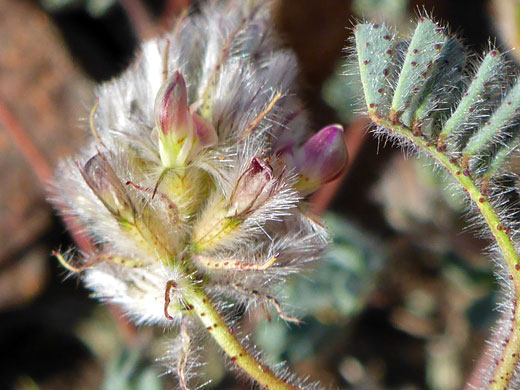 Leaf and flower cluster