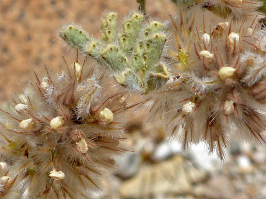Soft Prairie Clover; Soft prairie clover (dalea mollissima), Rainbow Gardens, Lake Mead NRA, Nevada