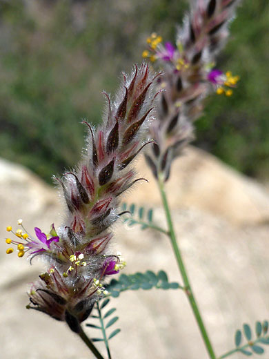 Pringle's Prairie Clover