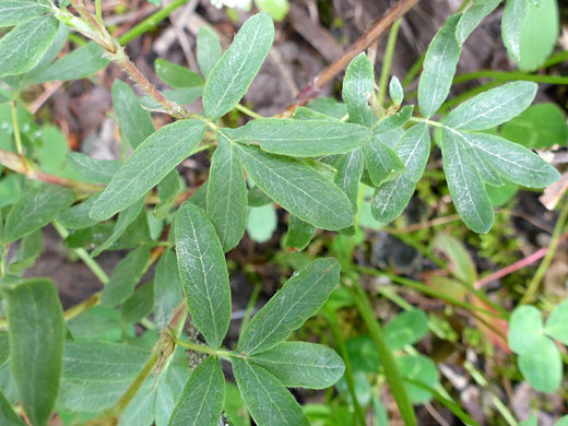 Pinnate leaves