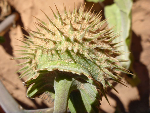 Spiny fruit