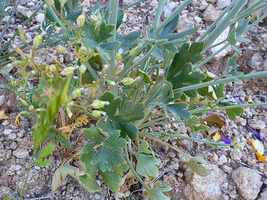 Stems and leaves