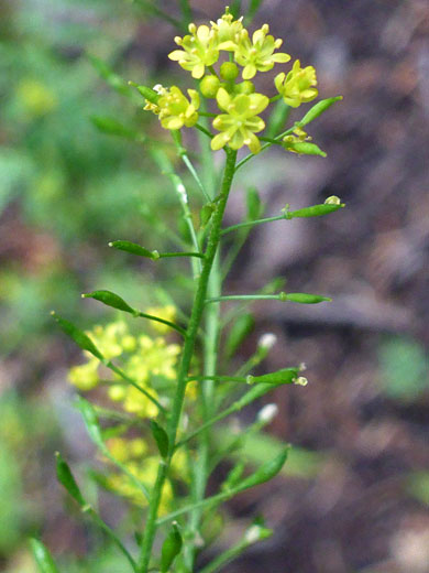 Flowering stem