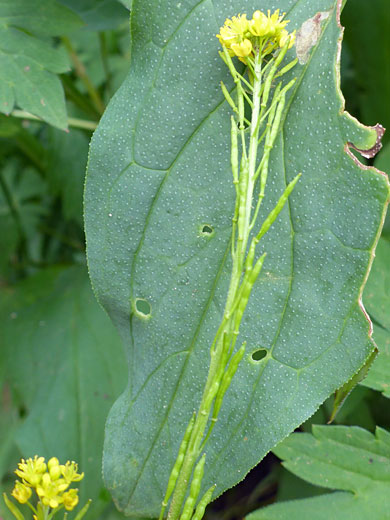 Flowers and seed pods