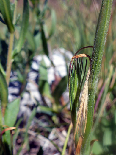 Hairy stem