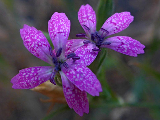 Maiden Pink; Maiden pink (dianthus deltoides), Wawona Meadow Loop, Yosemite National Park, California